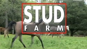 Stud Farm: Preview